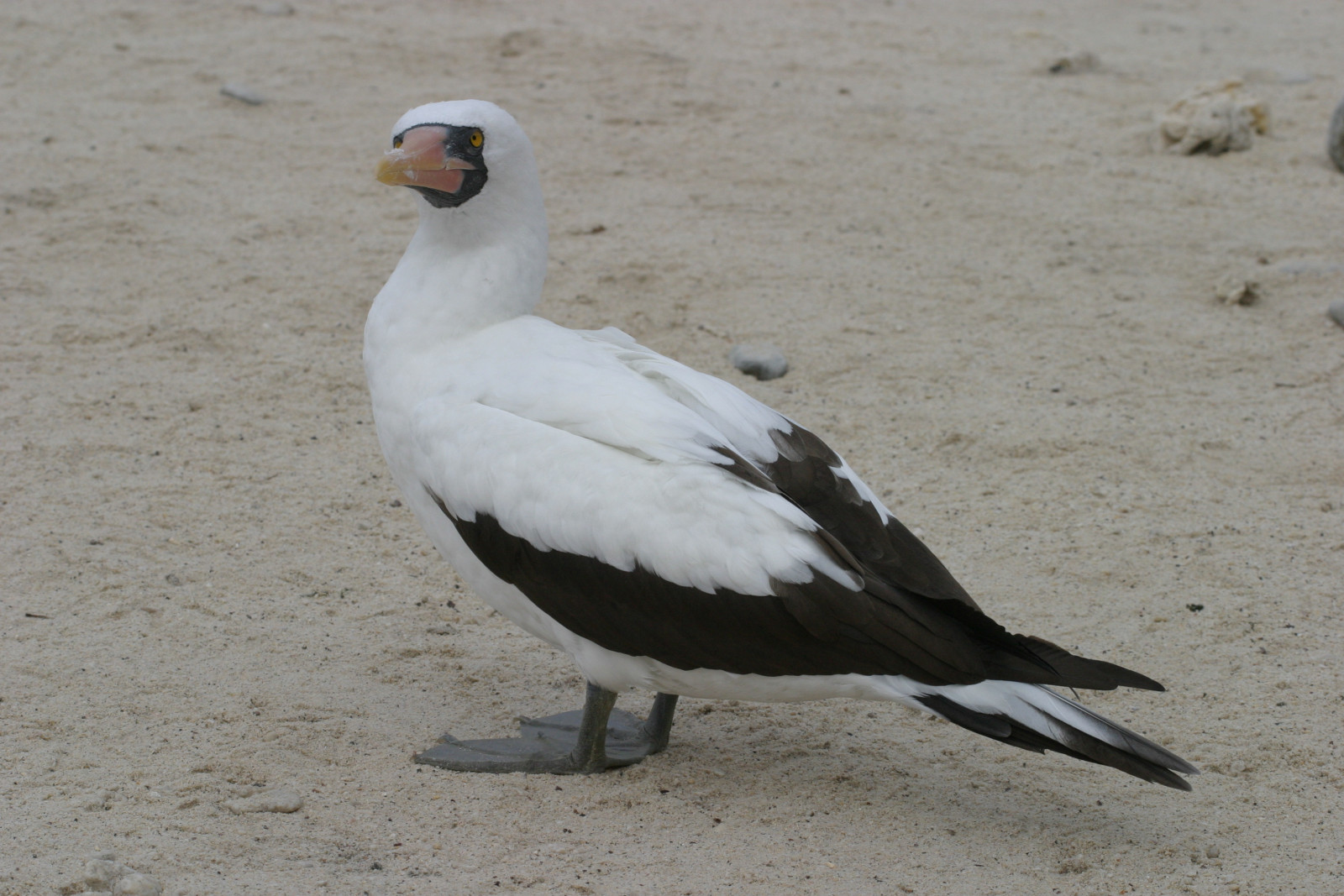 image Masked Booby
